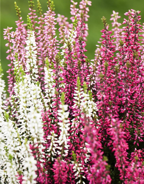 Calluna vulgaris Trio-Girls®