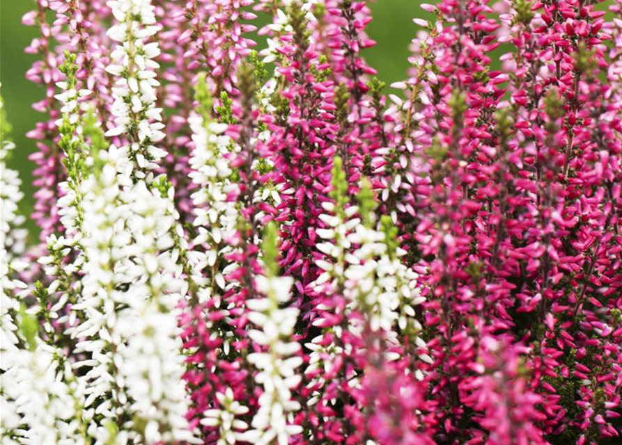 Calluna vulgaris Trio-Girls®