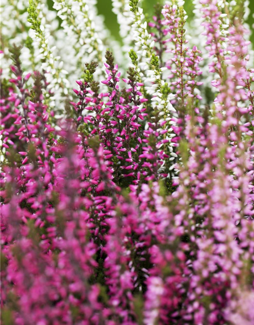 Calluna vulgaris Trio-Girls®