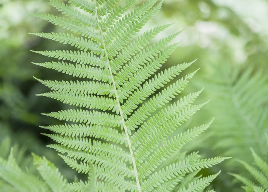 Athyrium filix-femina