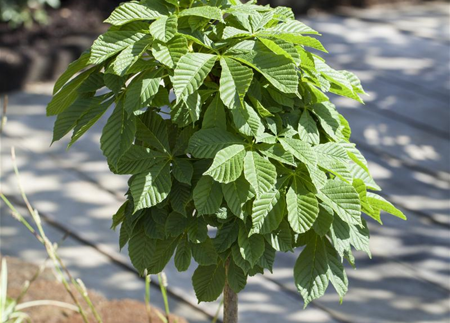 Aesculus hippocastanum