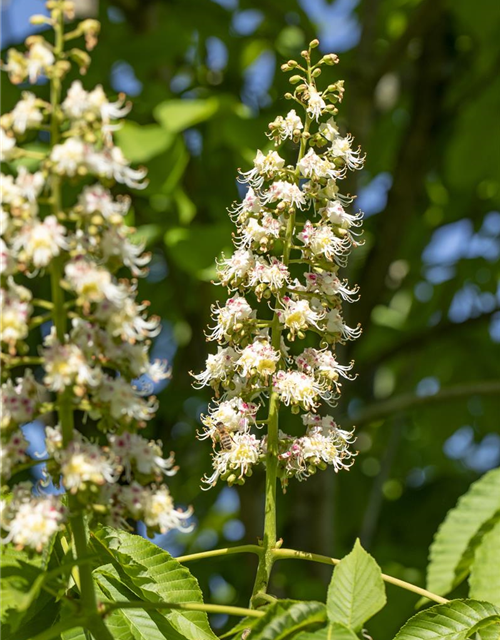 Aesculus hippocastanum