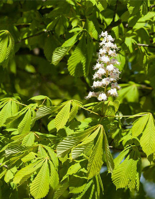 Aesculus hippocastanum