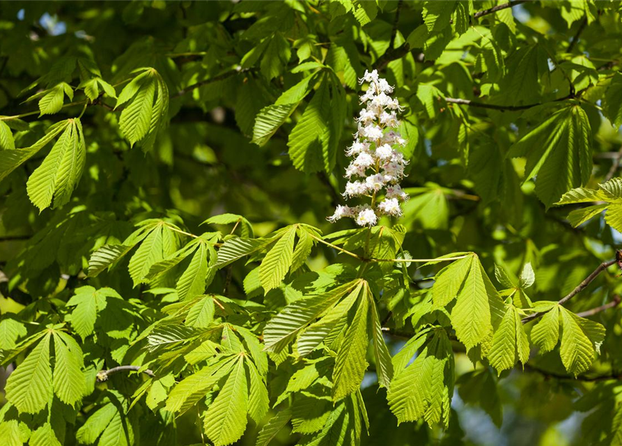 Aesculus hippocastanum