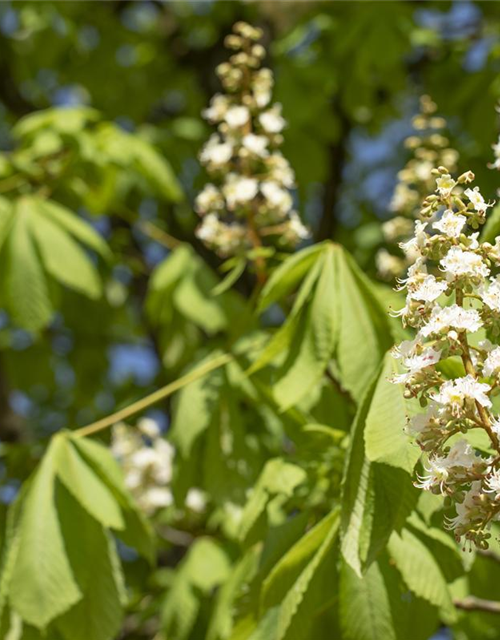 Aesculus hippocastanum