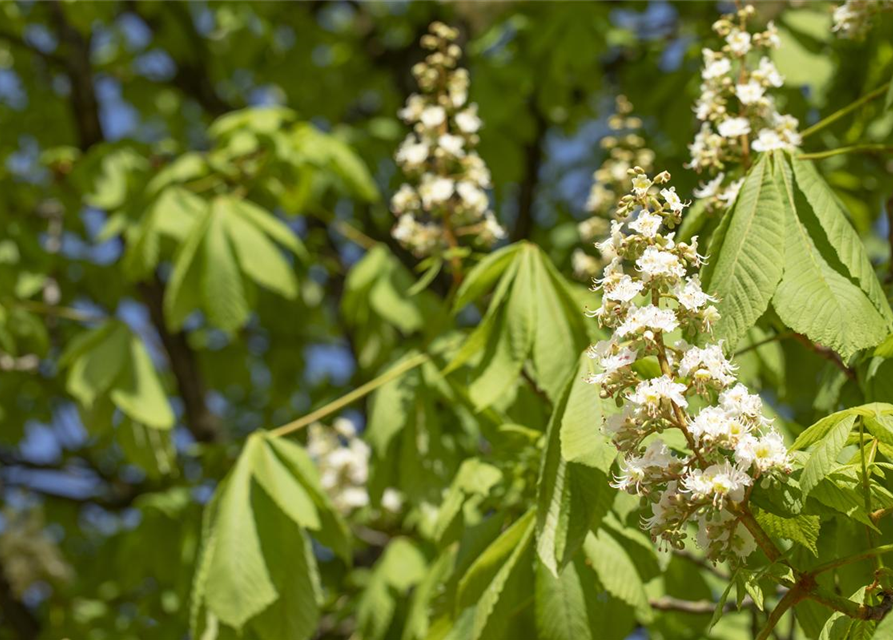 Aesculus hippocastanum