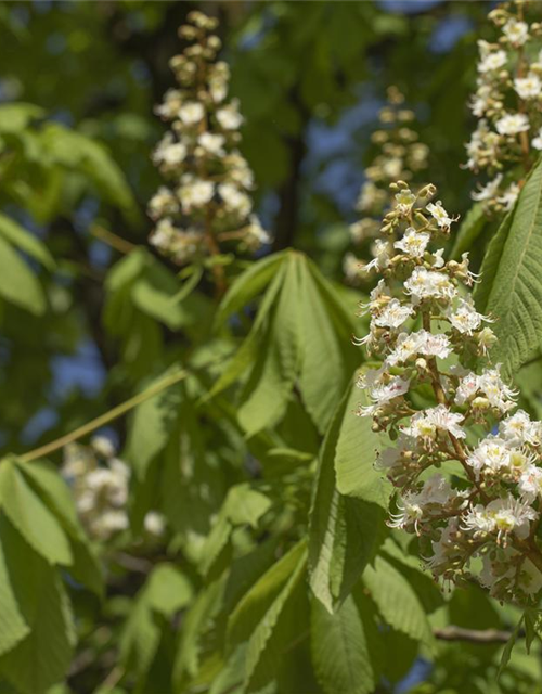 Aesculus hippocastanum