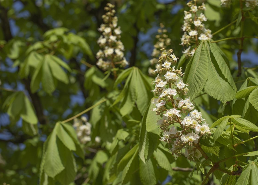 Aesculus hippocastanum