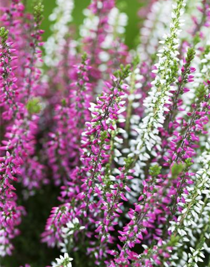 Calluna vulgaris Twingirls®