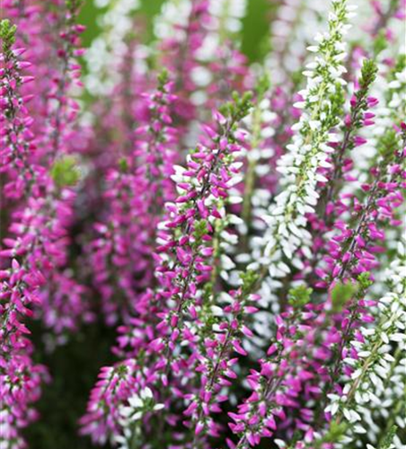 Calluna vulgaris Twingirls®