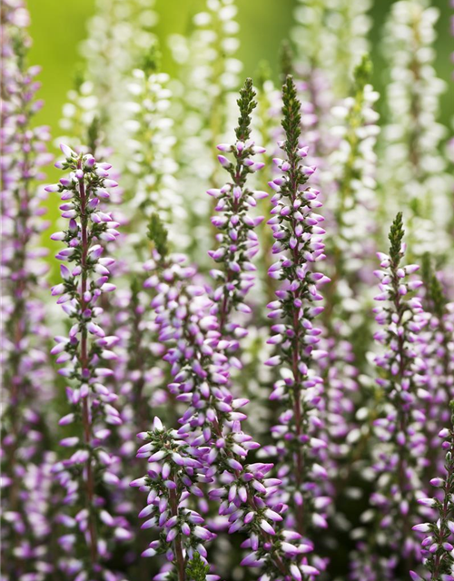 Calluna vulgaris Twingirls®