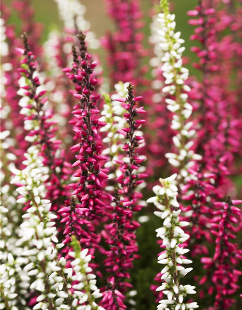 Calluna vulgaris Twingirls®