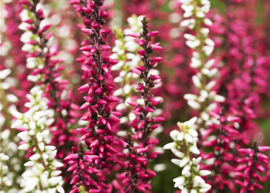 Calluna vulgaris Twingirls®