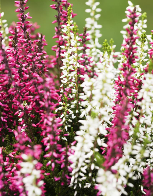 Calluna vulgaris Twingirls®