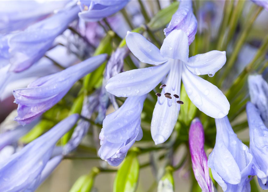 Agapanthus africanus