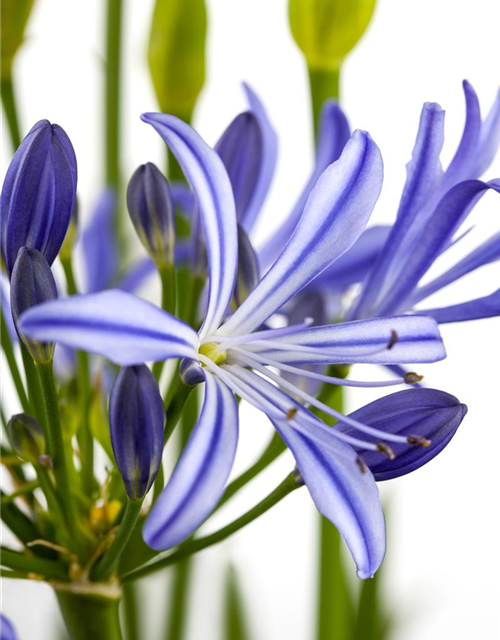 Agapanthus africanus