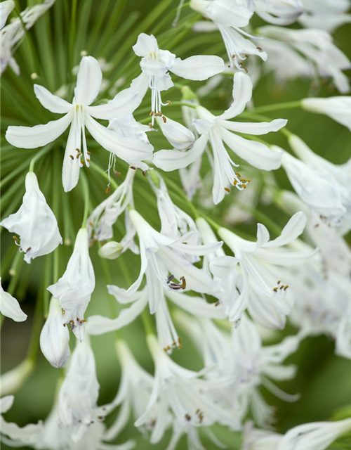 Agapanthus africanus