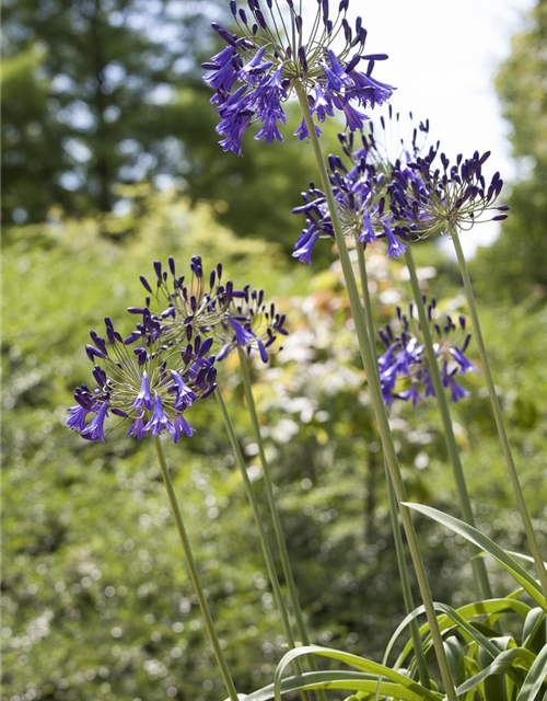 Agapanthus africanus