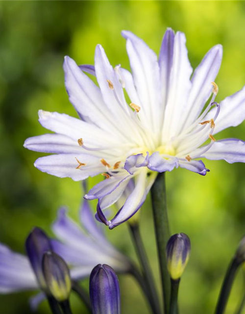 Agapanthus africanus