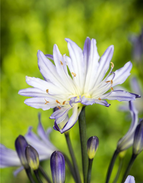 Agapanthus africanus