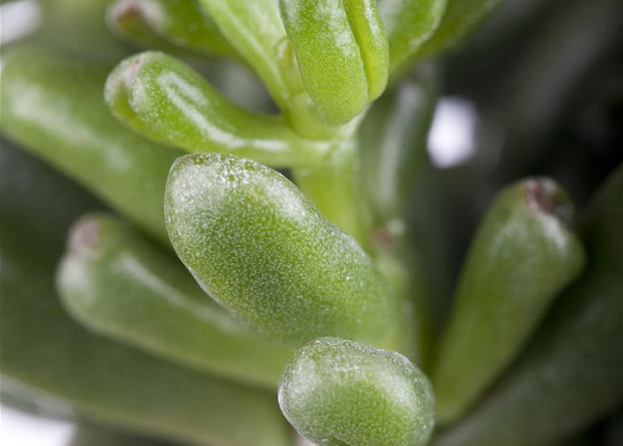 Crassula ovata