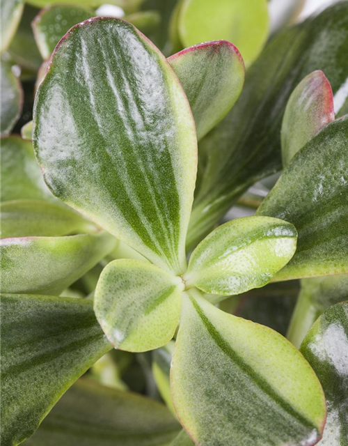 Crassula ovata