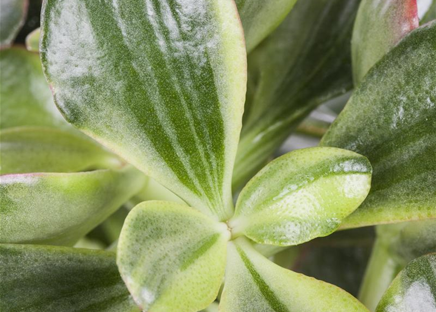 Crassula ovata