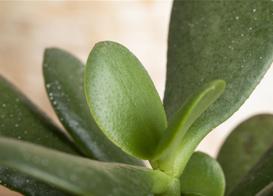 Crassula ovata