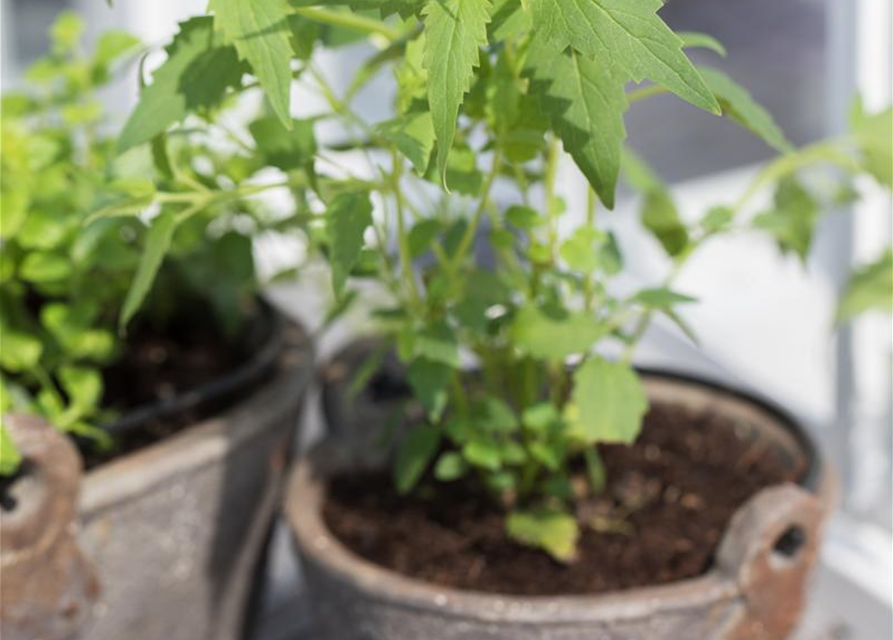 Agastache mexicana