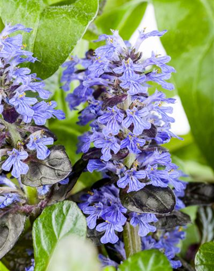 Ajuga reptans