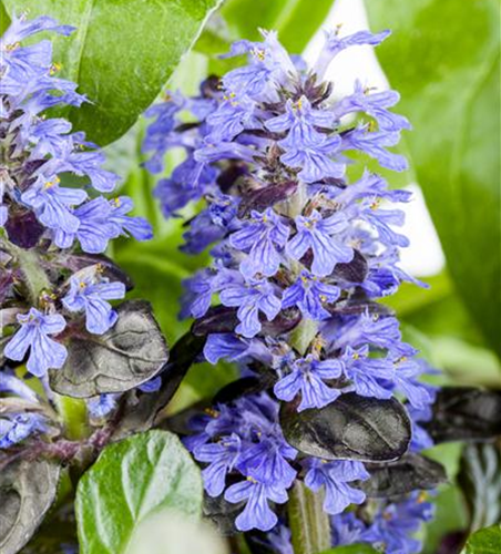 Ajuga reptans