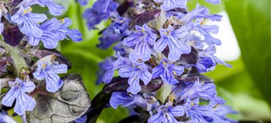 Ajuga reptans