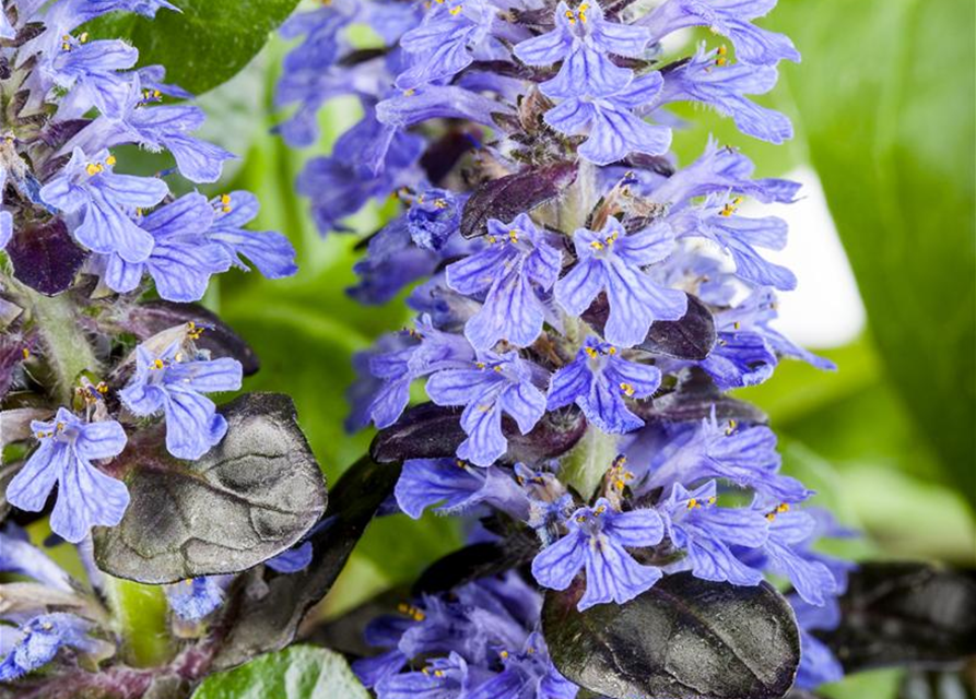 Ajuga reptans 'Atropurpurea'