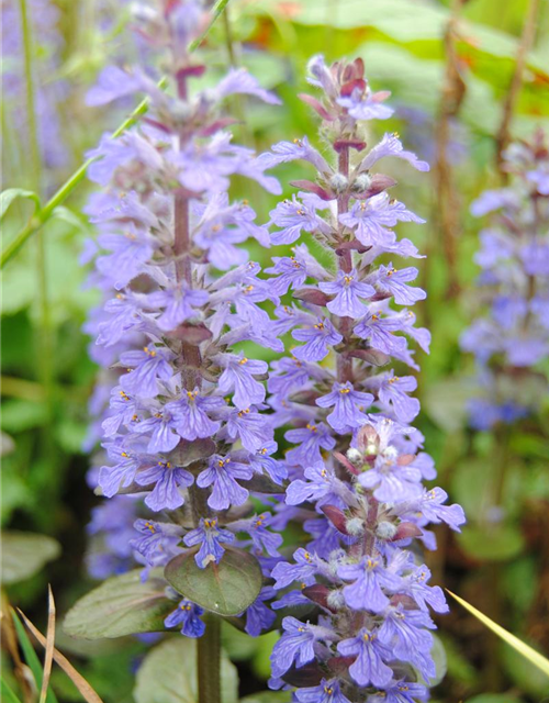 Ajuga reptans