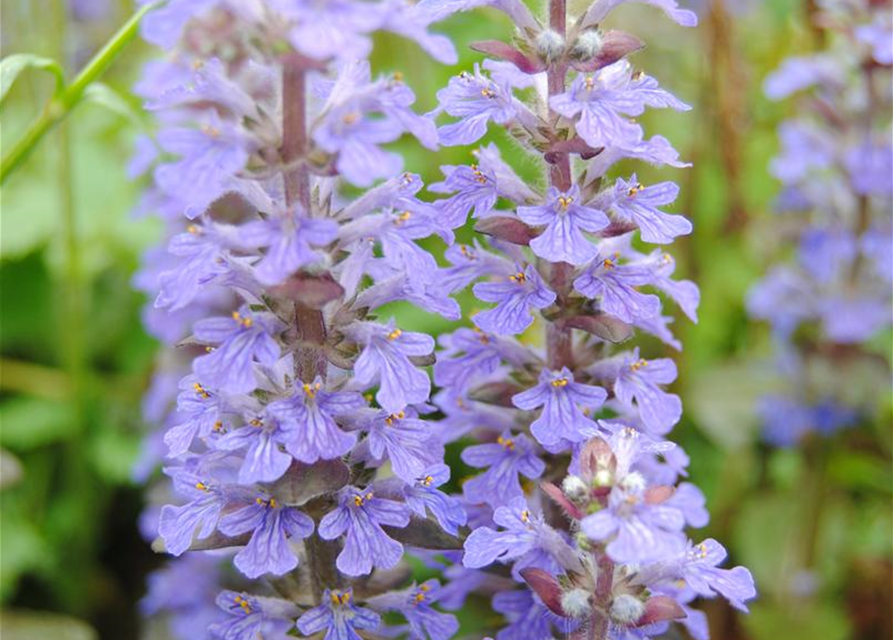 Ajuga reptans