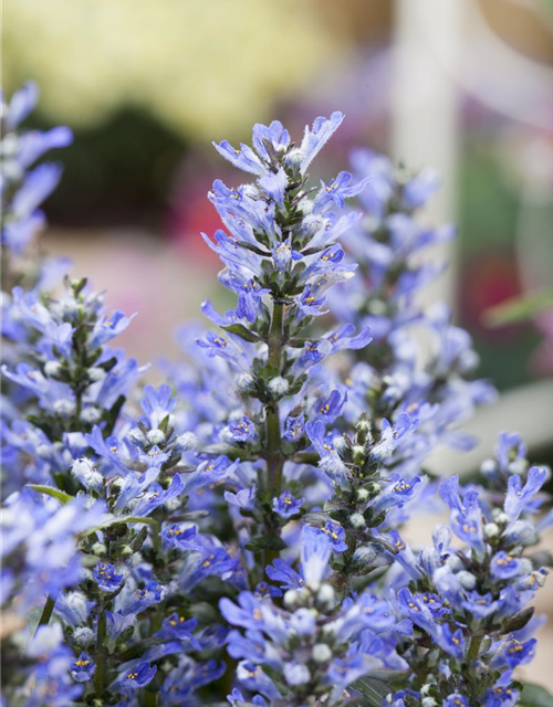 Ajuga reptans