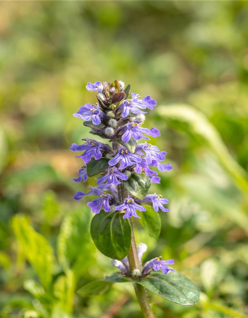 Ajuga reptans