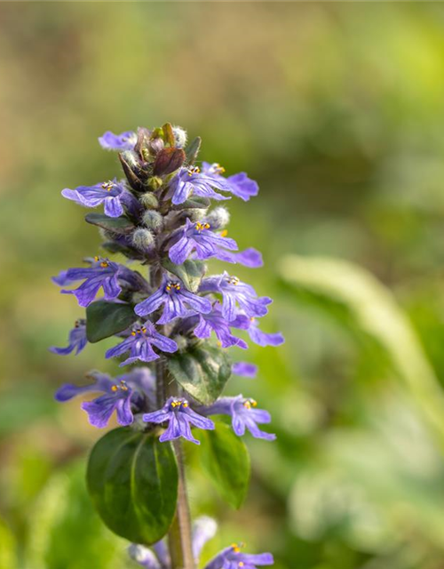 Ajuga reptans