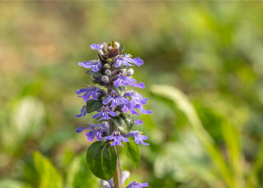 Ajuga reptans