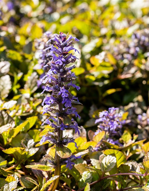 Ajuga reptans