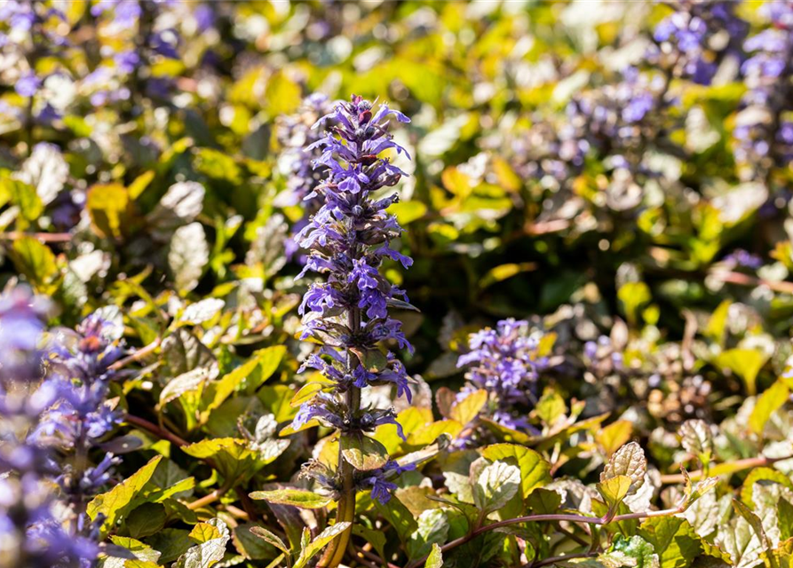 Ajuga reptans