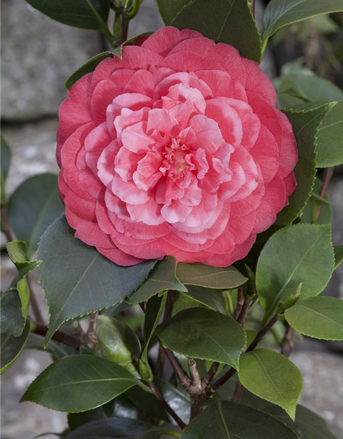 Camellia japonica