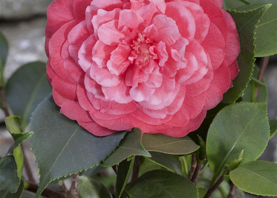 Camellia japonica