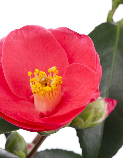 Camellia japonica