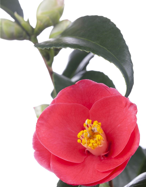 Camellia japonica