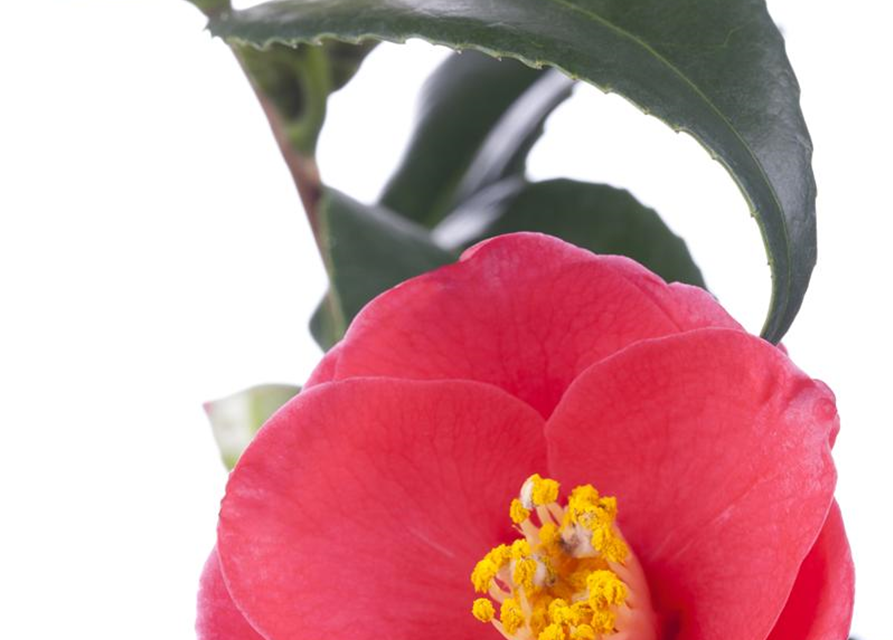 Camellia japonica