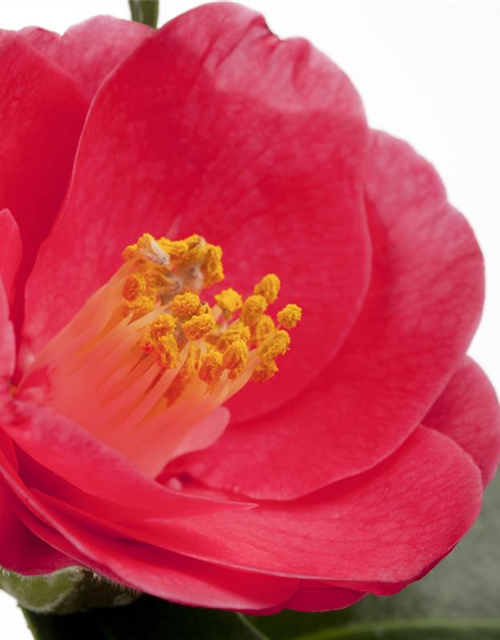 Camellia japonica