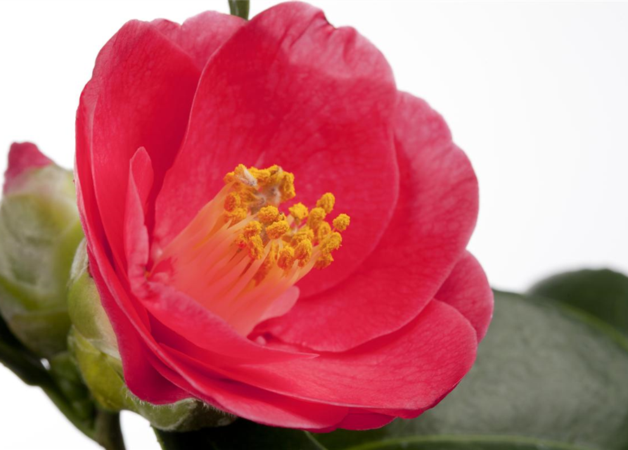 Camellia japonica