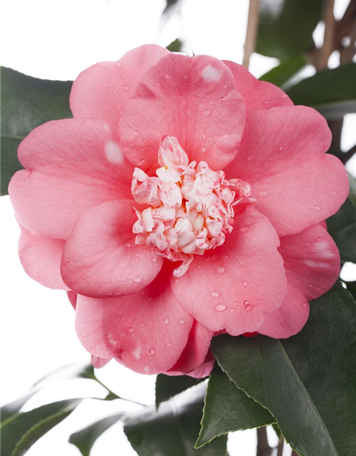 Camellia japonica