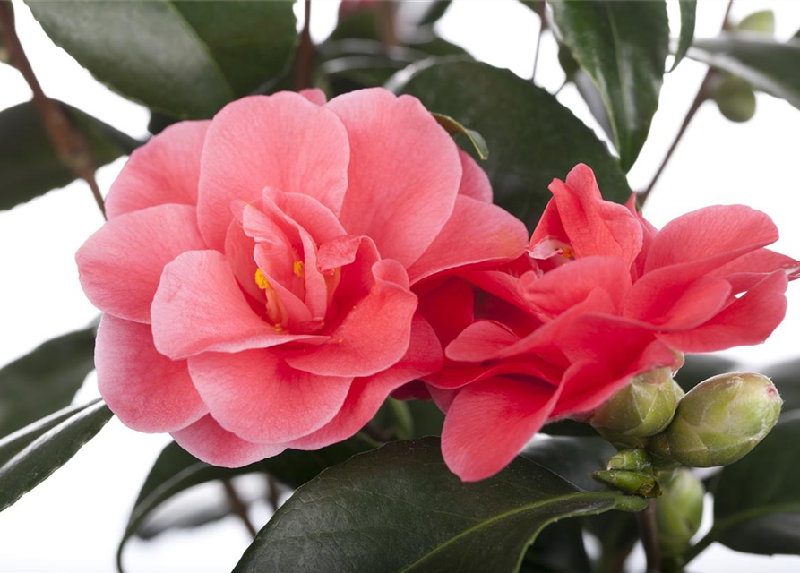 Camellia japonica